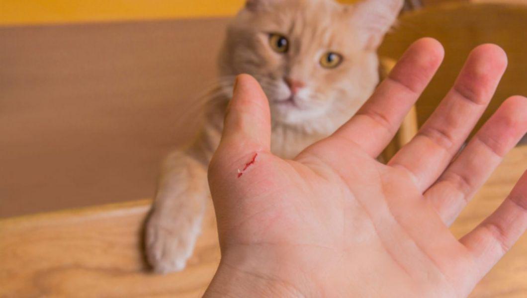 Pisică portocalie care a zgâriat mâna unui om