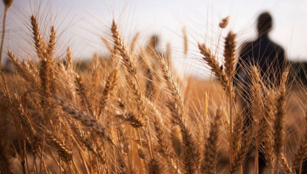 Argentina planteaza grau modificat genetic - imagine cu un om intr-o plantatie