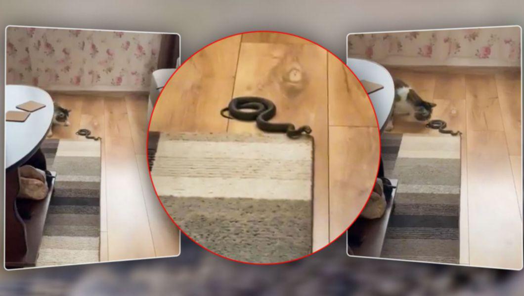șarpe într-o casă