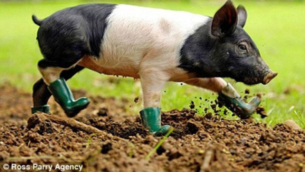 Poze Cu Animale Foarte Haioase Buna Ziua Iasi Bzi Ro