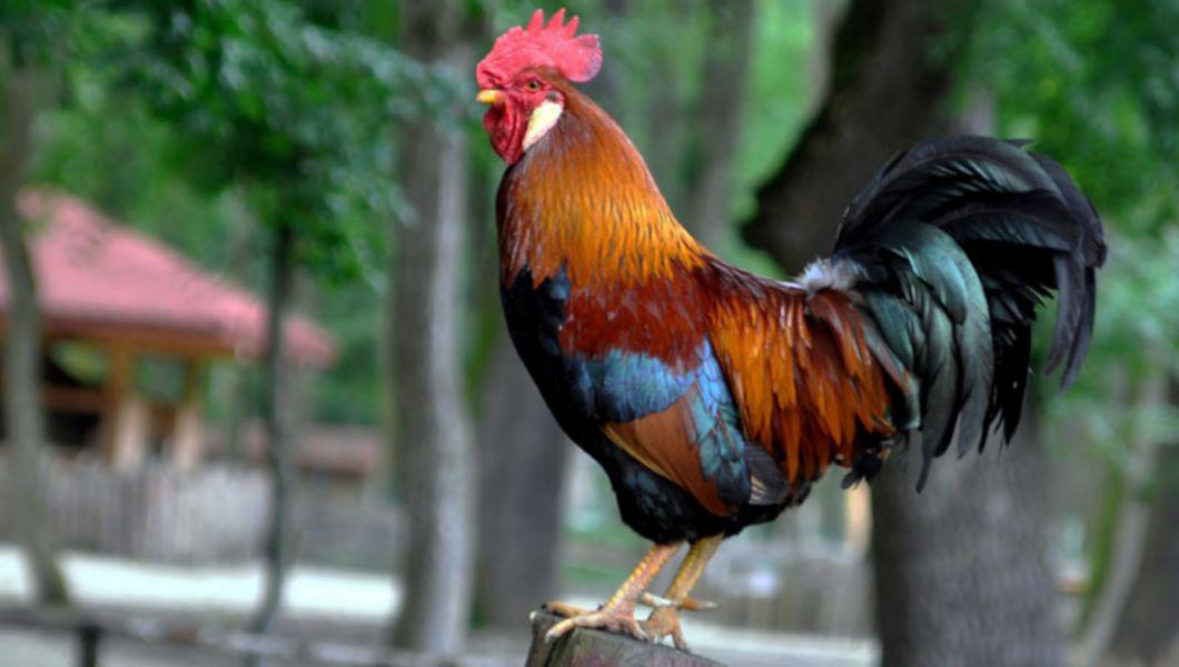 Ion Isi Gaseste Cocosul Mort In Curte Buna Ziua Iasi Bzi Ro