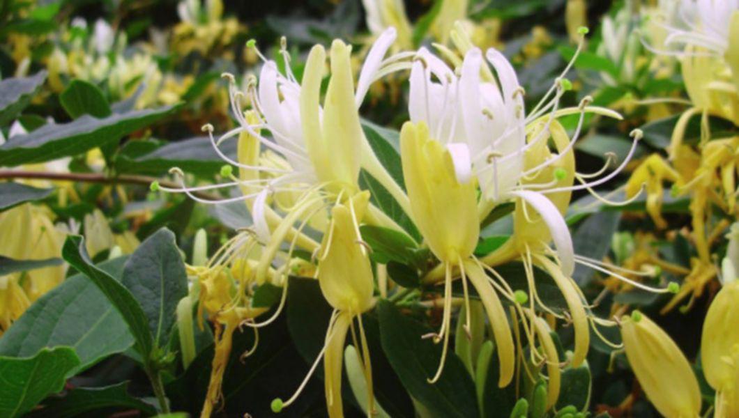 Mana Maicii Domnului Lonicera Japonica Horticultorul Ro