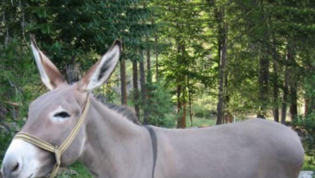 Magarus Unic In Romania La Gradina Zoologica Din Resita Bzi Ro