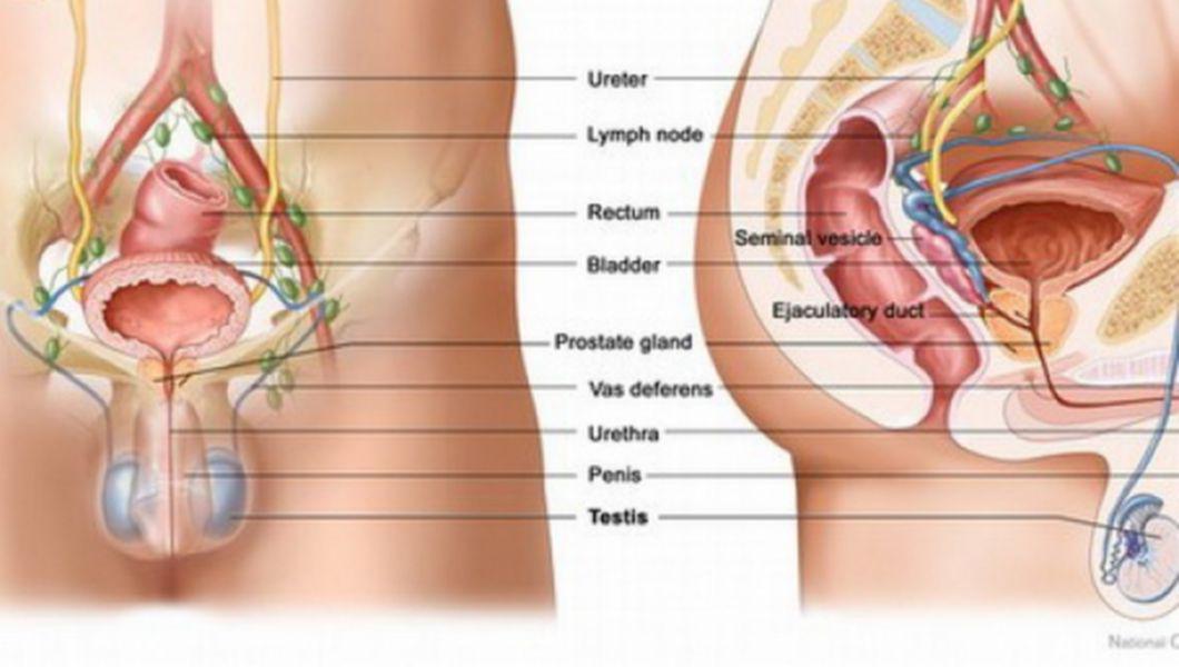prostata durere testicule