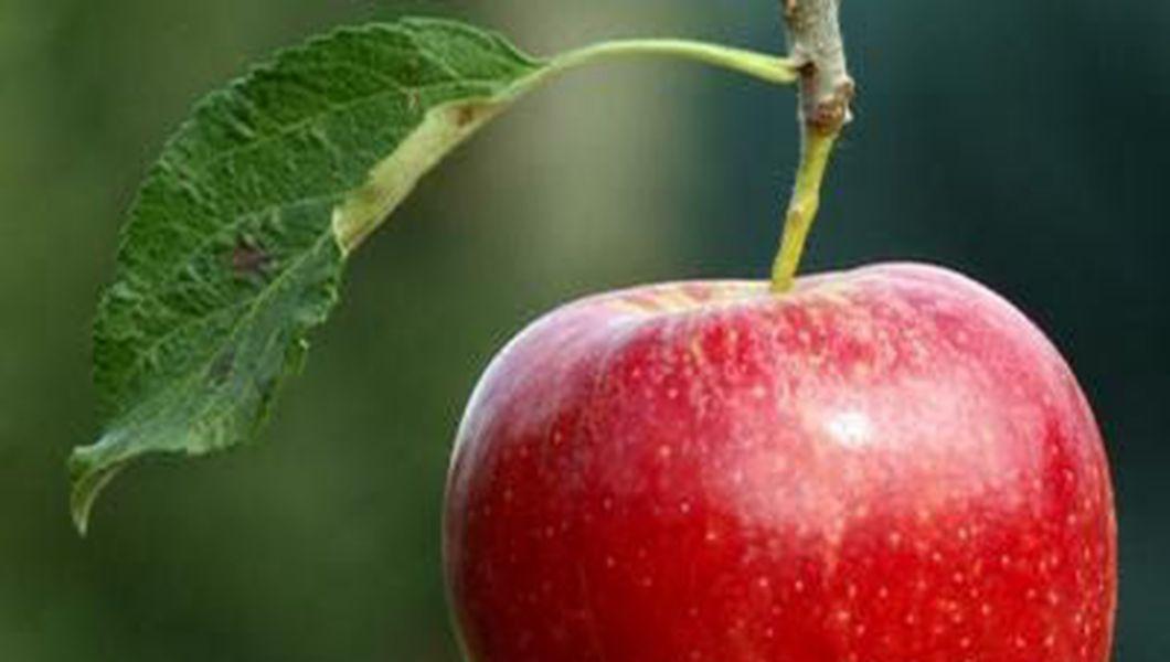 Marul Un Fruct Plin De Vitamine Si Fibre Lupta Cu Bolile Si Iti Da Energie Buna Ziua Iasi Bzi Ro