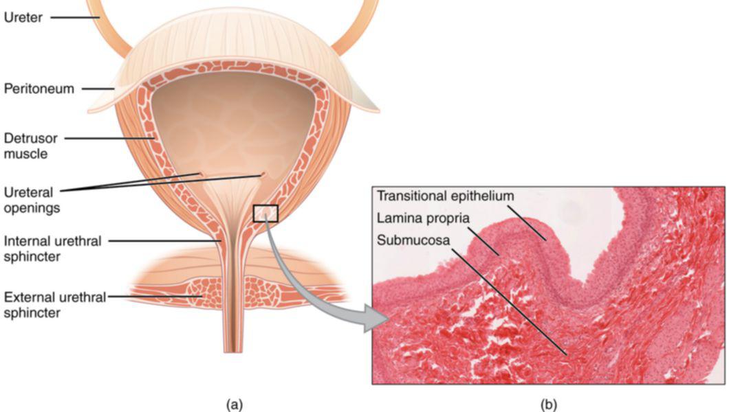 mușchii vezicii urinare slabe cu prostatita, doare spatele
