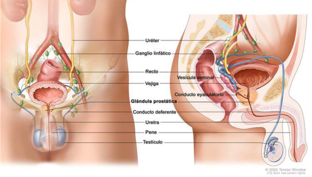 histologia do cancer de prostata tratamente populare pentru prostatita