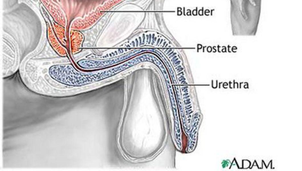 uretra la barbat anatomie cum să vindeci corect prostatita cronică