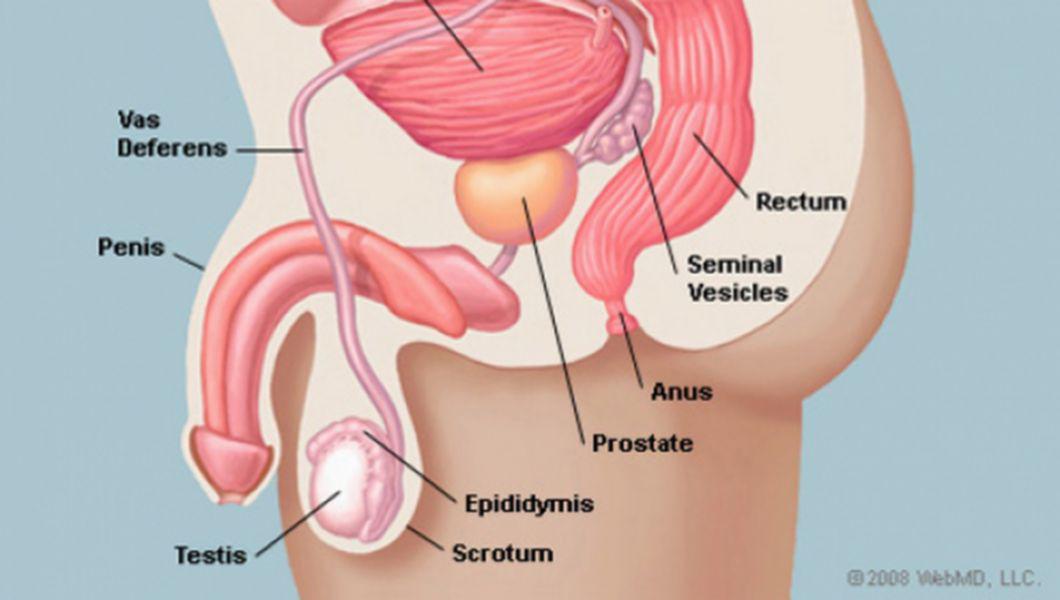exerciții pentru prostată cu prostatită