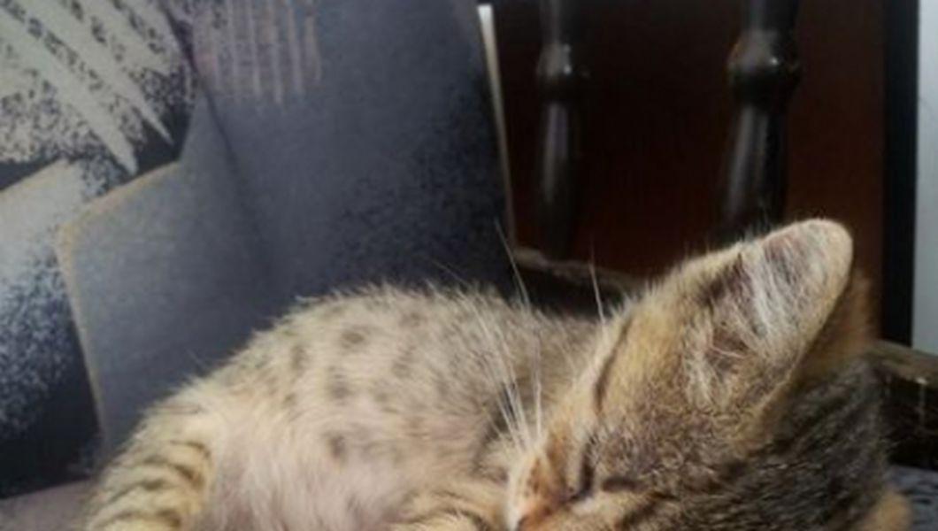 Cat De Importanta Poate Fi O Pisicuta In Casa Afla Totul Despre Terapia Cu Pisici Buna Ziua Iasi Bzi Ro