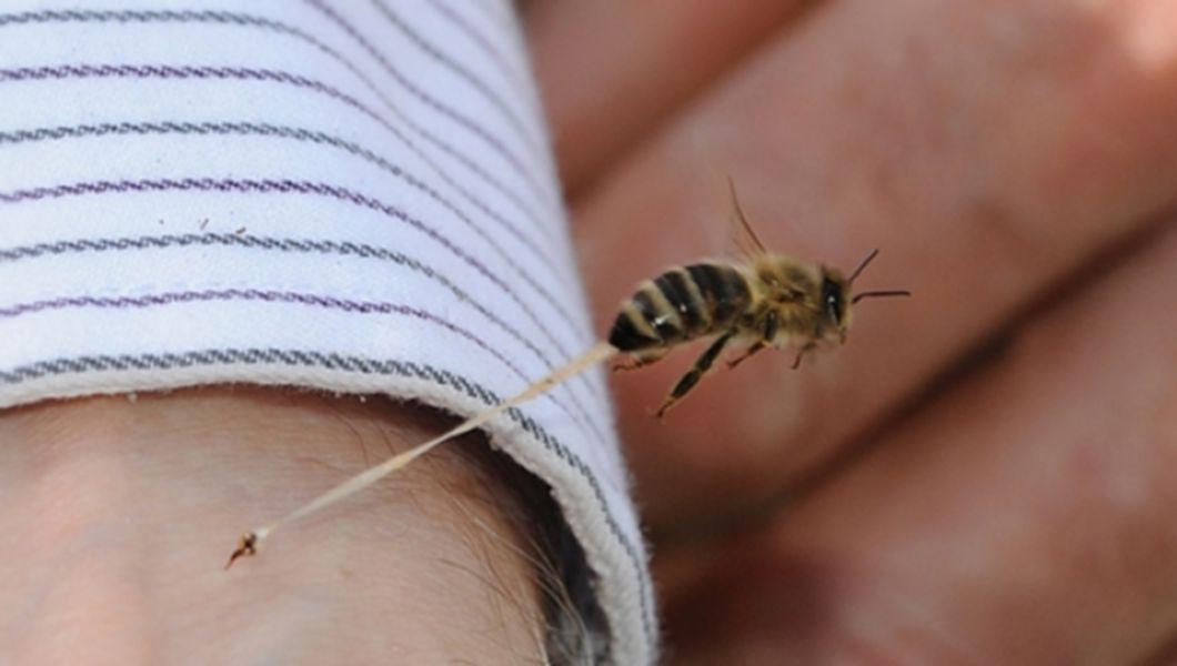 intepaturi de albine pentru dureri articulare