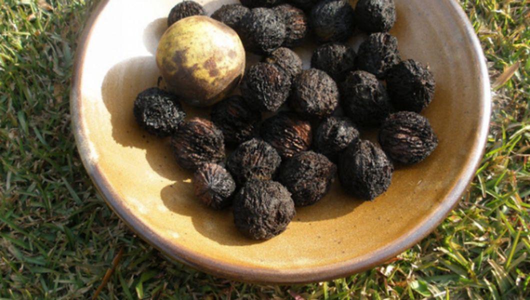 10 Beneficii Ale Nucilor Negre Buna Ziua Iasi Bzi Ro
