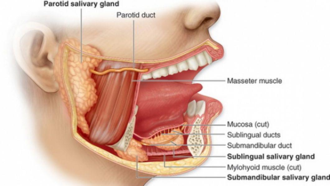 glande salivare mici