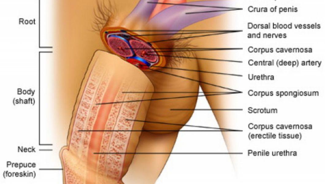 Cum se măsoară corect lungimea organului genital masculin