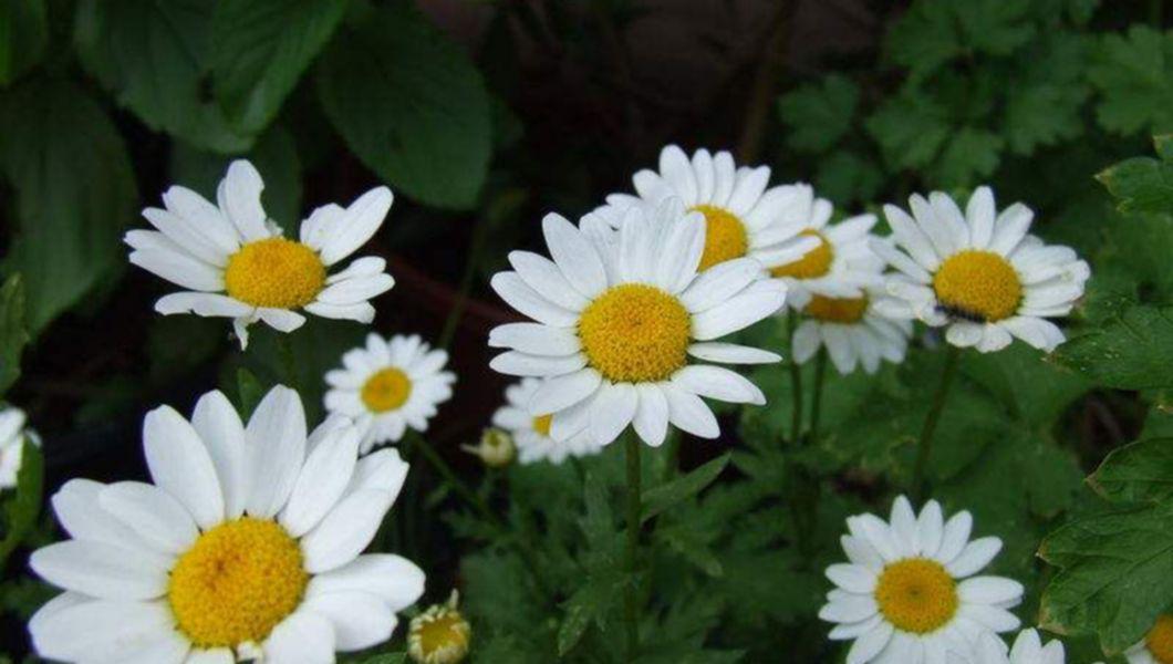 Medicament Natural Fabulos Musetelul Trateaza Peste 100 De Boli Bzi Ro