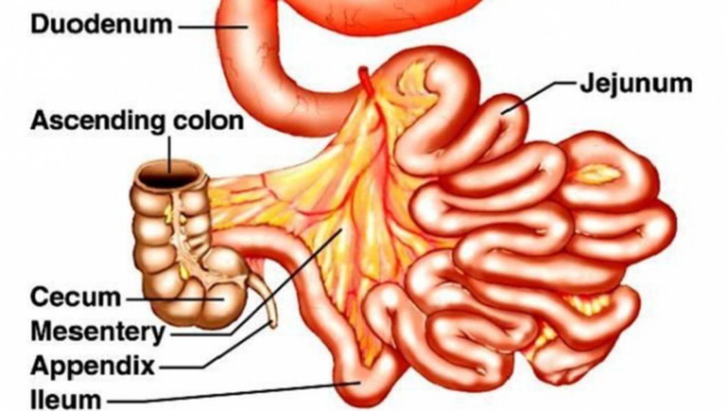 Intestinul subțire - structură, funcție, boală, tratament, ruptură