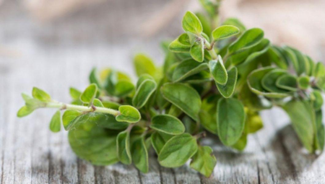 Ceaiuri din plante care „topesc” grasimea si detoxifica