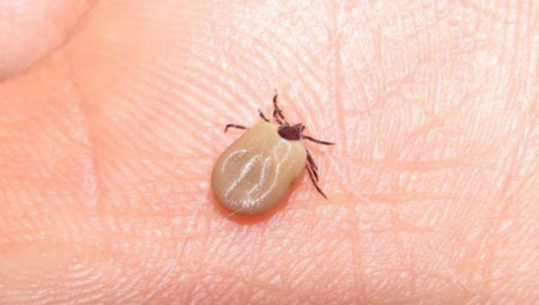 Atentie La Capuse A Inceput Sezonul Muscaturilor De Insecte Iata Cateva Recomandari Buna Ziua Iasi Bzi Ro