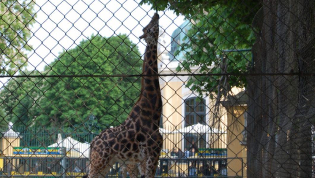 Zoo Schonbrunn Viena Cea Mai Veche Gradina Zoologica Din Lume