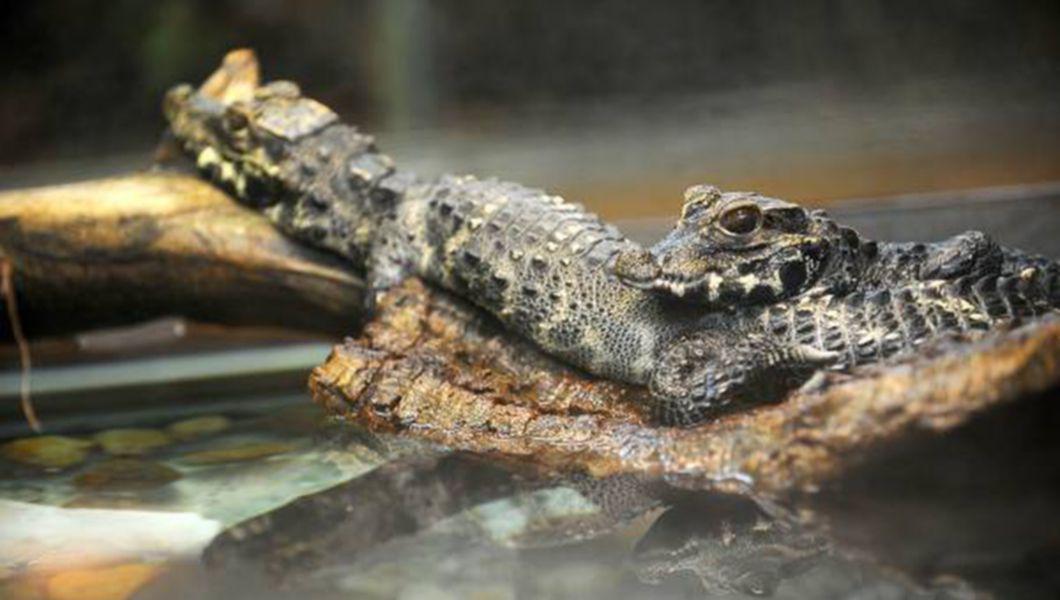 Femeie Ucisa De Crocodil In Timp Ce Se Scalda Noaptea Ultimele Ei Cuvinte Inainte De A Fi Trasa In Apa Bzi Ro