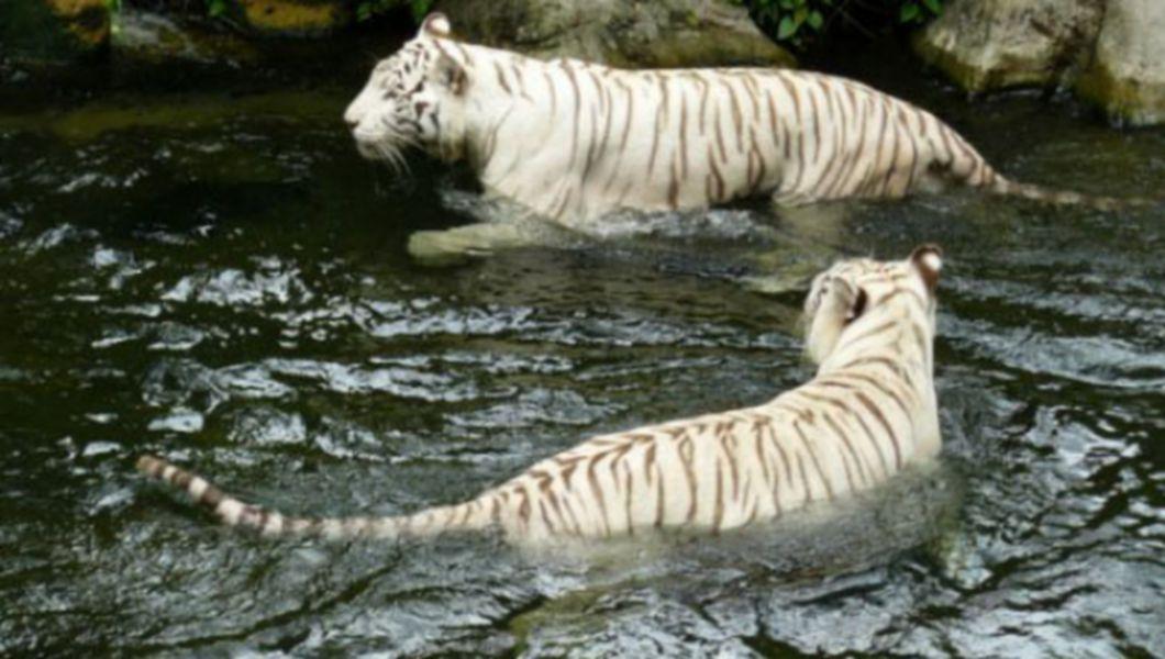 Gradina Zoologica Singapore Bzi Ro
