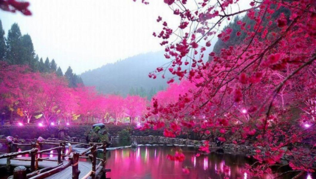 Cateva Curiozitati Despre Japonia Stiai Ca Buna Ziua Iasi