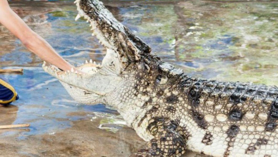 Un Crocodil Se Indrepta Amenintator Spre Ea Femeia Si A Scos Un Papuc Si Video Bzi Ro