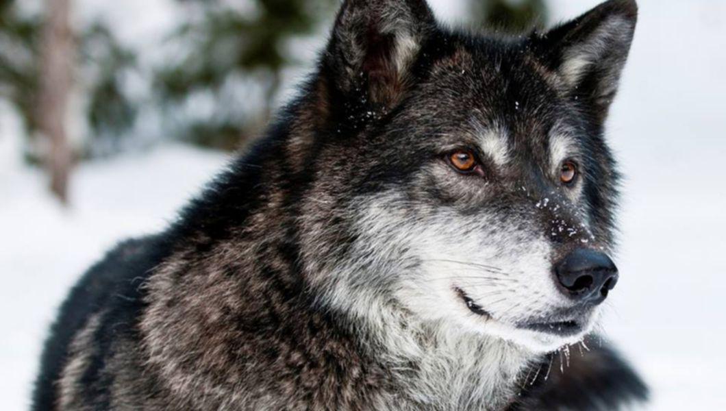 Cum Au Ajutat Lupii La Refacerea Ecosistemului Din Parcul Yellowstone Buna Ziua Iasi Bzi Ro