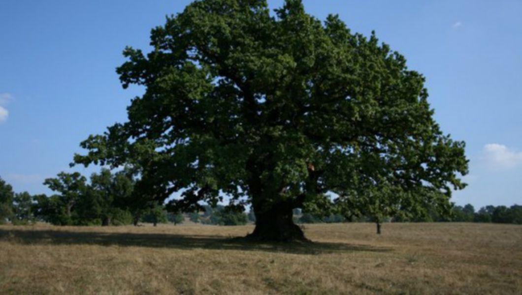 Cum Ajungi La Cel Mai Batran Stejar Din Romania Care Are 930 De Ani Traseu Turistic Deschis Buna Ziua Iasi Bzi Ro