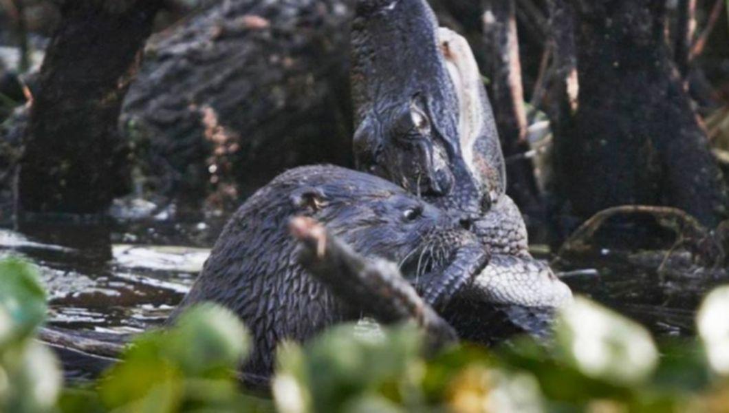 Natura Ne Uimeste Din Nou O Vidra Ataca Un Crocodil Si Il Mananca Foto Bzi Ro