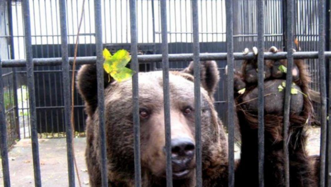 Gradina Zoologica Radauti Bzi Ro