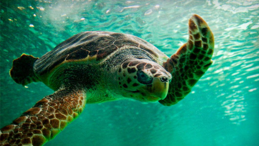 Gradina Zoologica Si Acvaparcul Din Madrid Bzi Ro