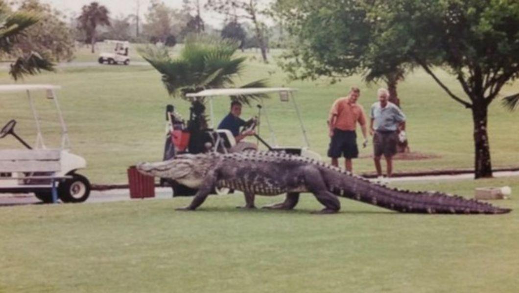 Moment Incredibil Ce A Urmat Dupa Ce Acest Crocodil A Intrat Pe Un Teren De Golf Buna Ziua Iasi Bzi Ro