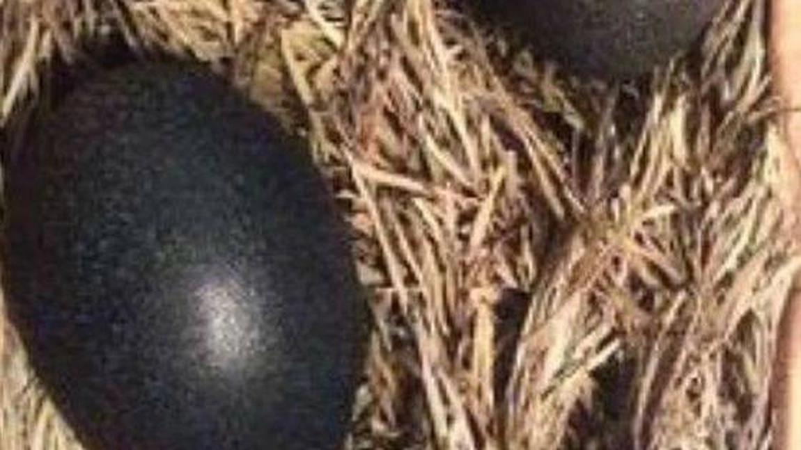 A gasit intr-un cuib treo oua de culoare neagra. I s-a parut ciudat, asa ca le-a pus la clocit, ca sa vada ce iese din ele. A ramas cu gura cascata cand a vazut cum aratau puii