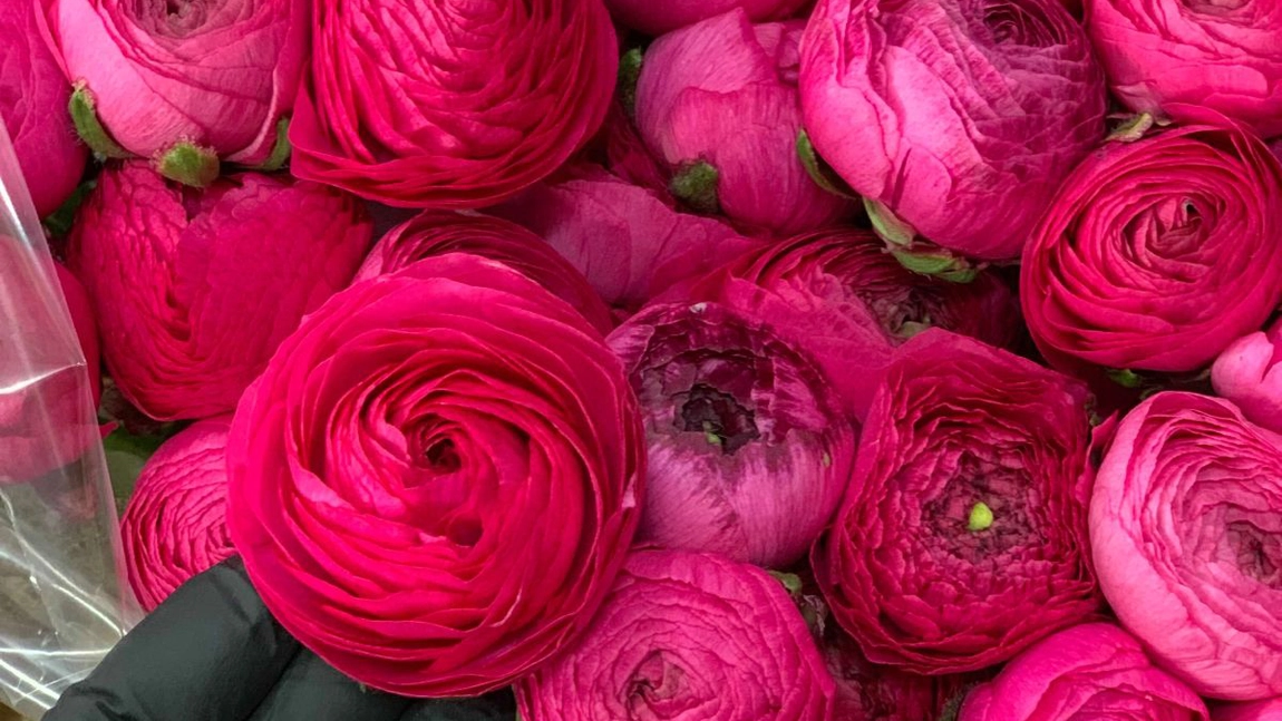 Nature Flowers - cel mai bun depozit de flori din Iasi? 