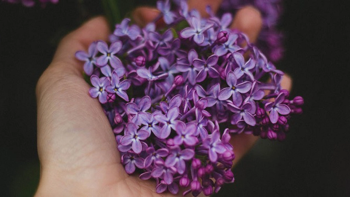 Leacul extraordinar din florile de liliac – dincolo de frumusete este multa sanatate