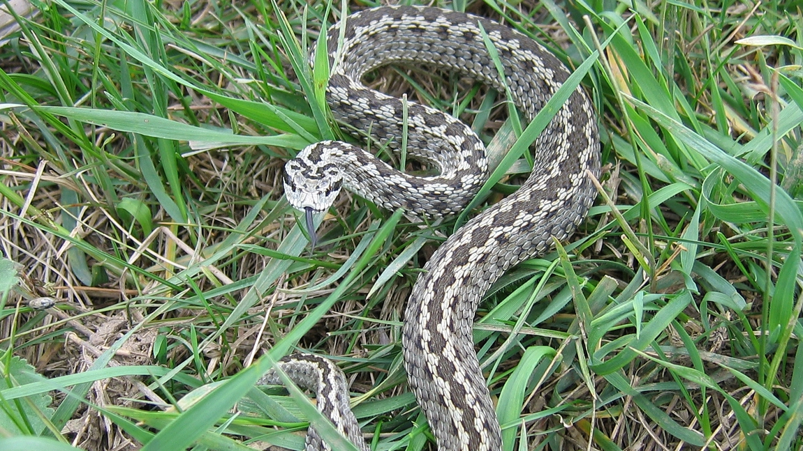 Te omoara sau nu muscatura de sarpe? Aceasta specie musca iesenii cel mai des
