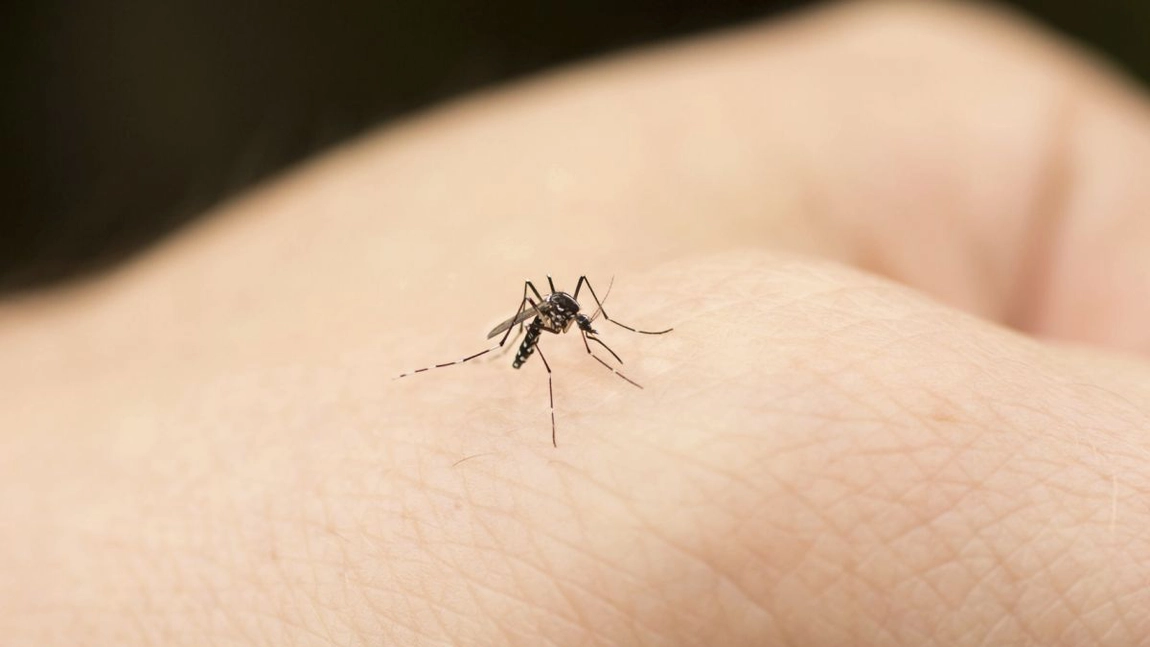 Coronavirusul poate fi transmis de ţânţari? Explicaţia specialiştilor OMS