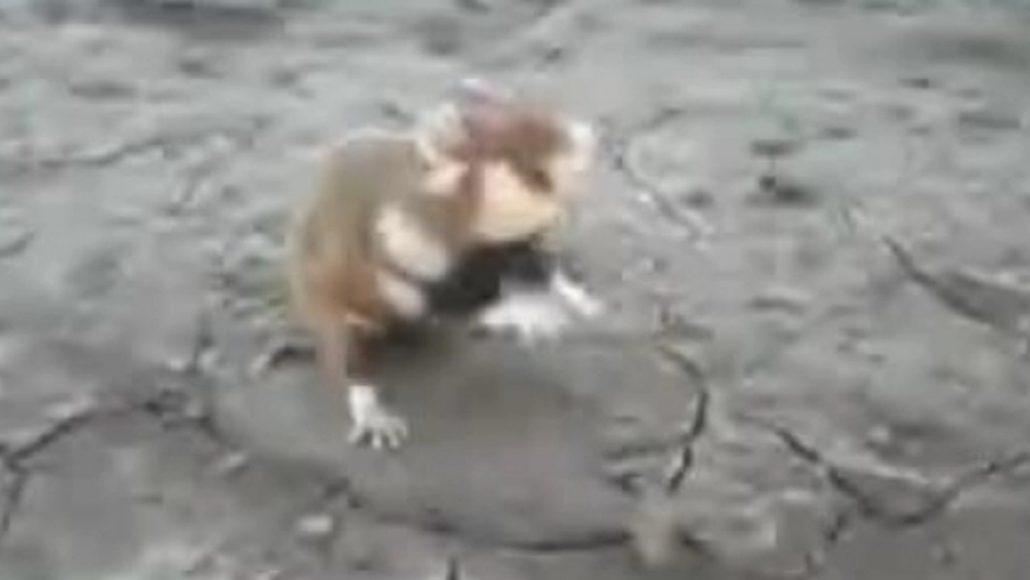 ATENTIE! Un harciog posedat ataca la intamplare - VIDEO FUNNY