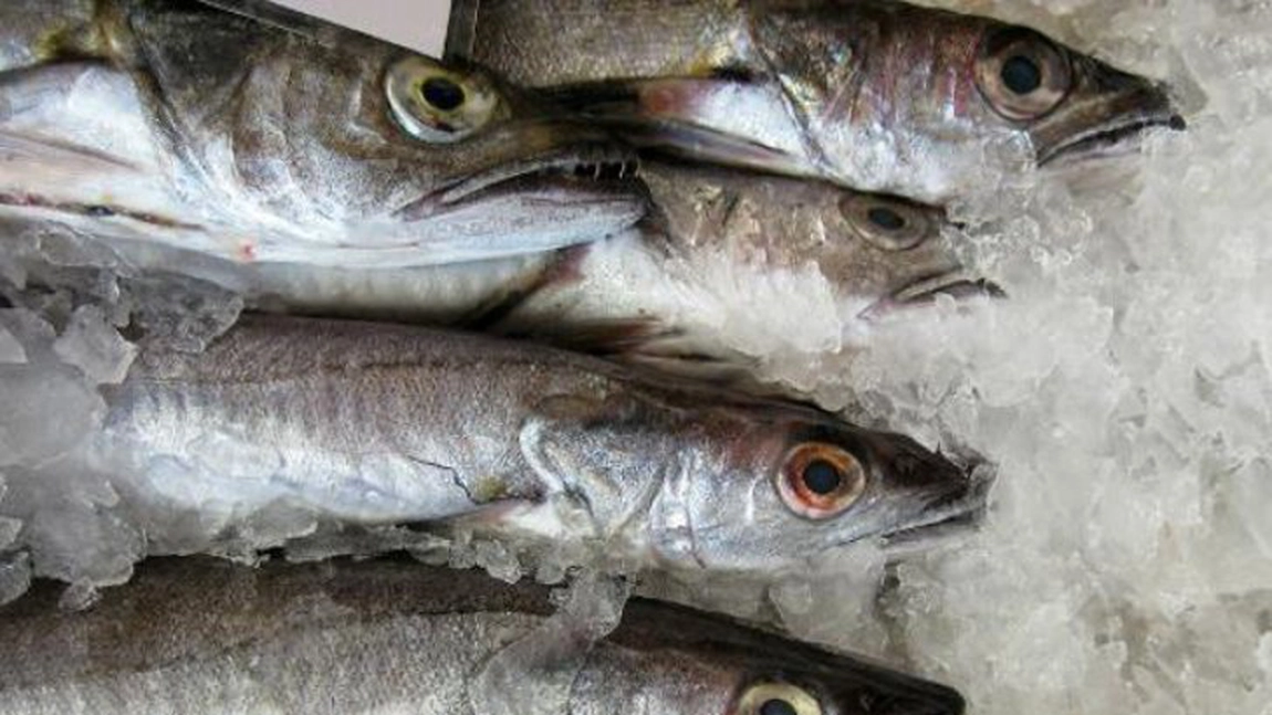 CUM ESTE POSIBIL?! Un peste inghetat A INVIAT dupa ce a fost pus in apa - VIDEO