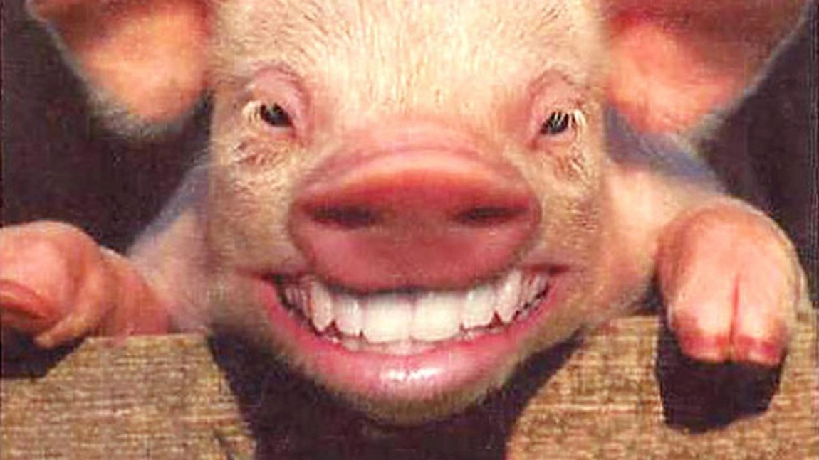 Un genetician arunca BOMBA! Care este legatura dintre OM si PORC