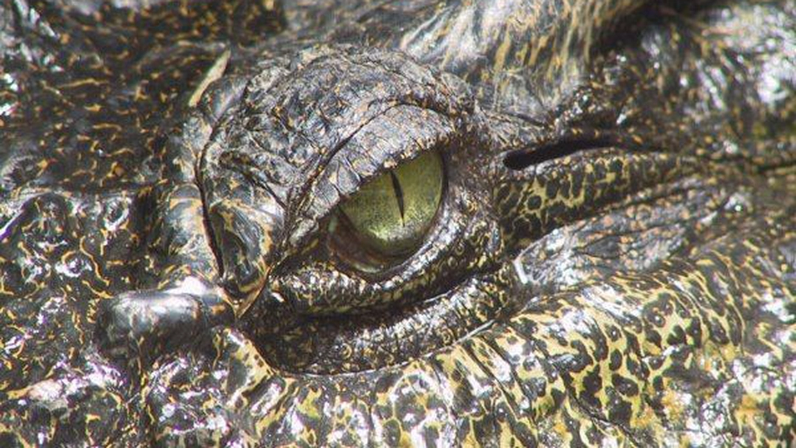  Stramosii nostri au fost terorizati de crocodilul mancator de oameni