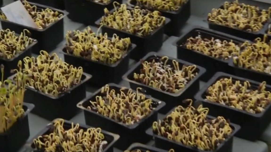 Agricultura la ghiveci, o afacere din ce in ce mai profitabila pentru antreprenori