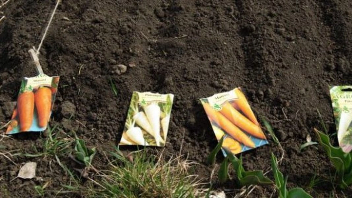 Cand se planteaza legumele in gradina – calendarul pentru plantarea rasadurilor si a semintelor, pe care trebuie sa-l stie orice gradinar.