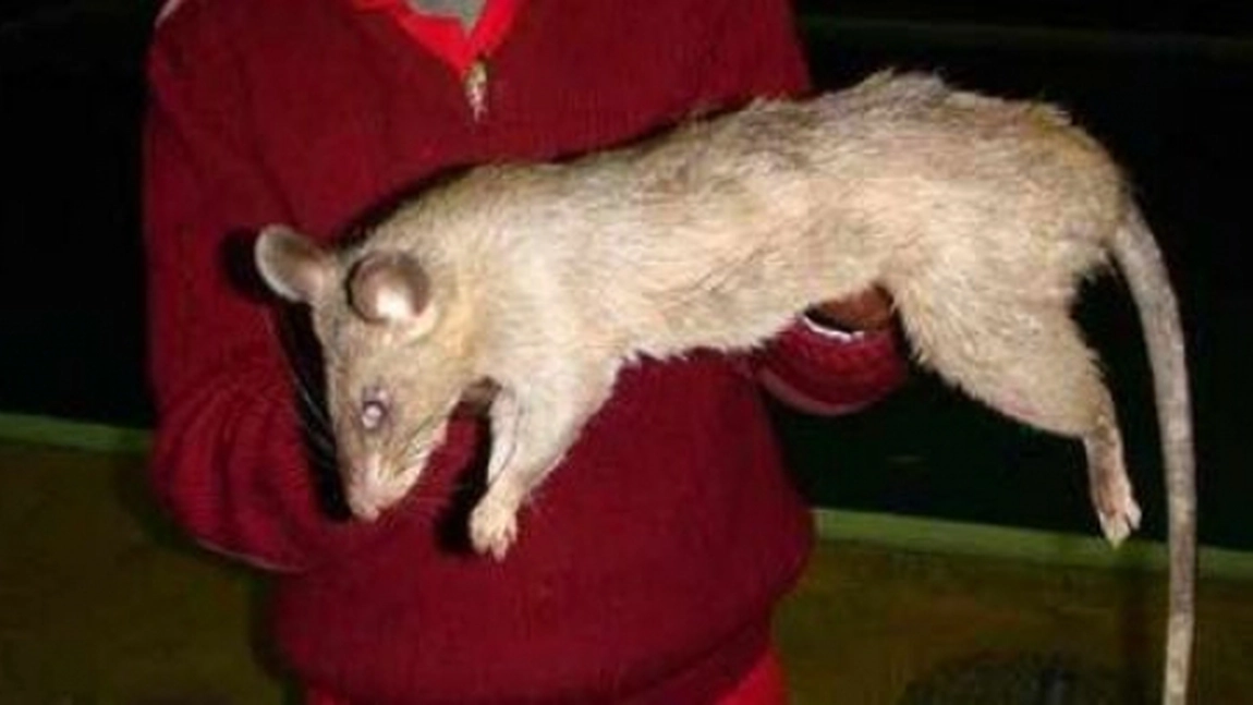 Lunetistii, scosi la vanatoare de SOBOLANI URIASI (MUTANTI DE 5 KG)