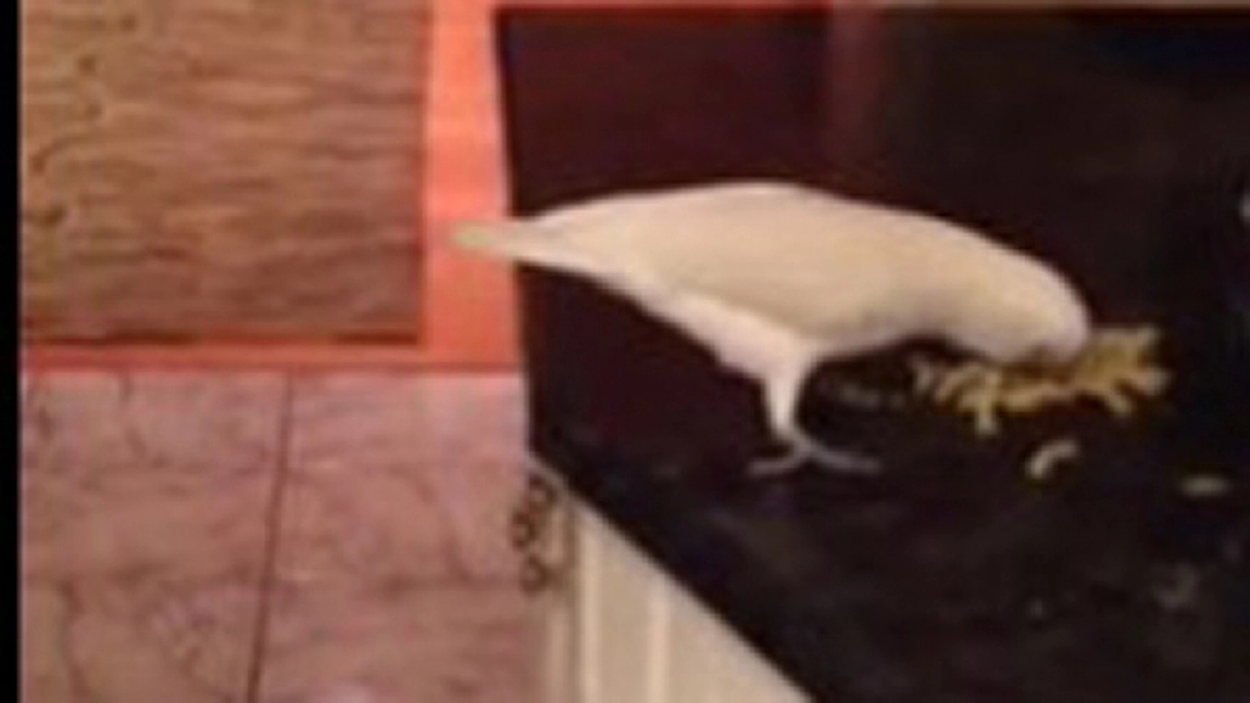 Un caine mananca taitei din ciocul unui papagal - VIDEO