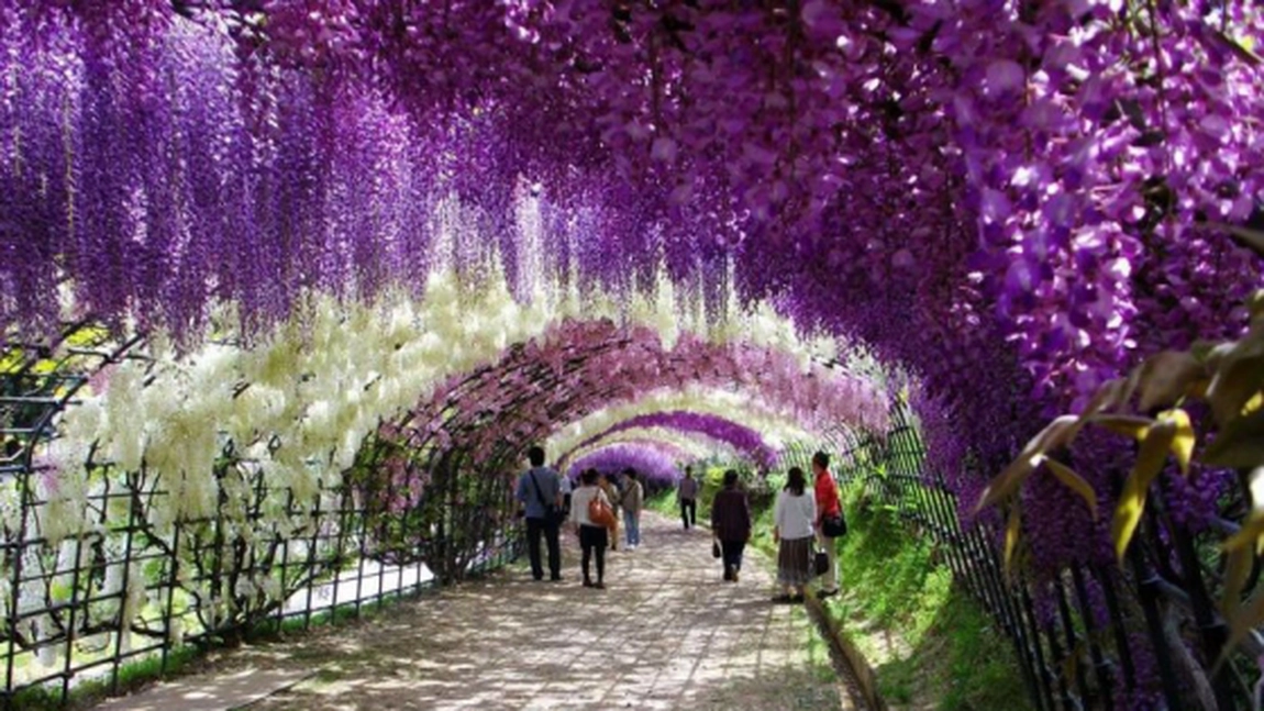 Cea mai frumoasa gradina de flori: Tunelul de flori din Japonia - FOTO
