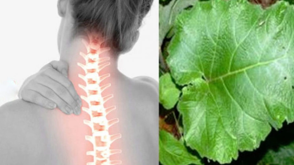 Brusturele te scapa de spondiloza cervicala – Iata cum trebuie folosita planta