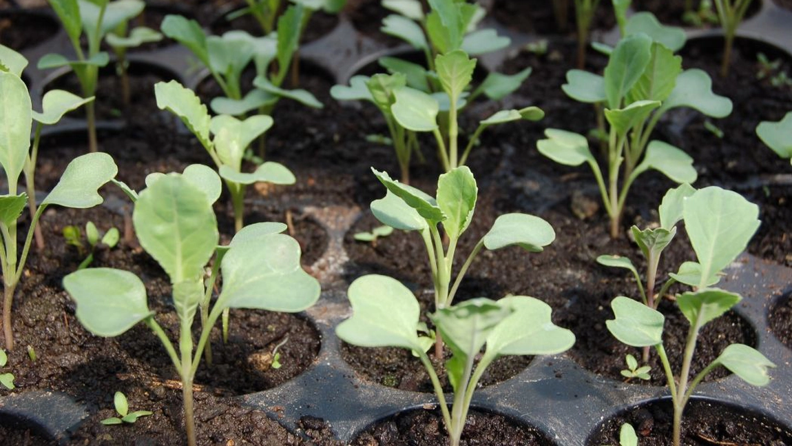 La ce distanta se planteaza rasadurile de legume
