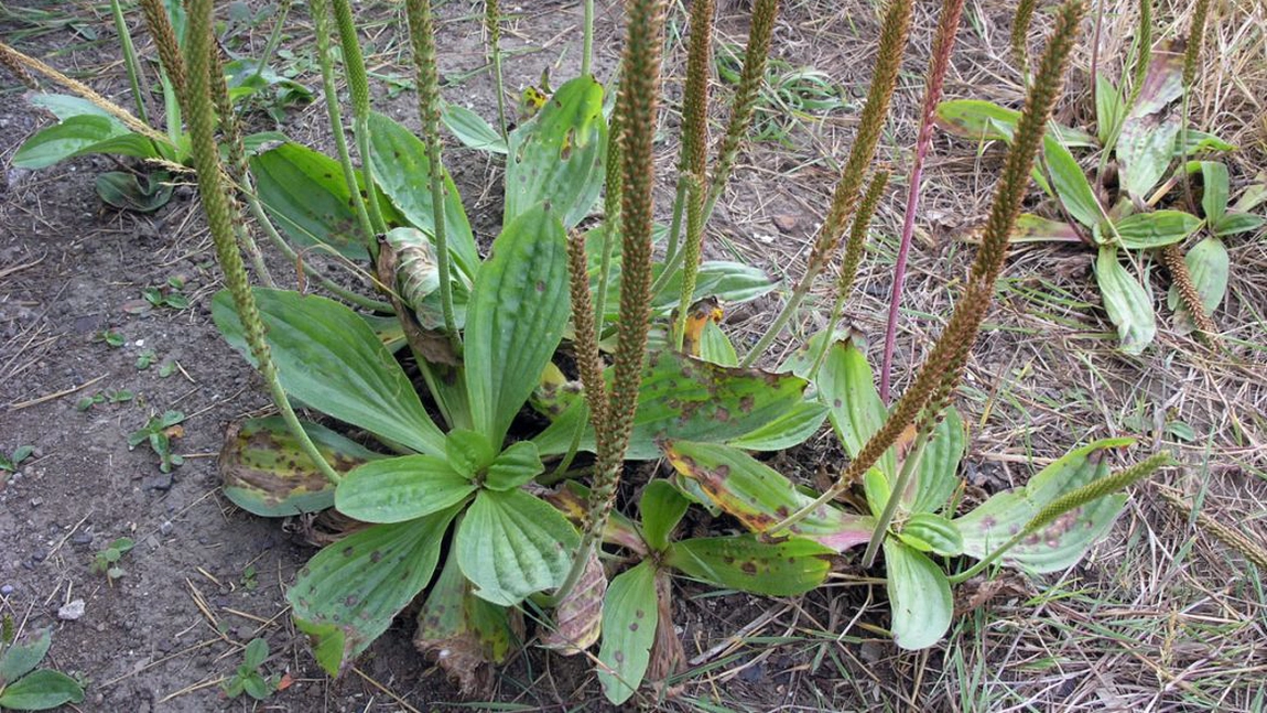 Cand se recolteaza si la ce foloseste patlagina